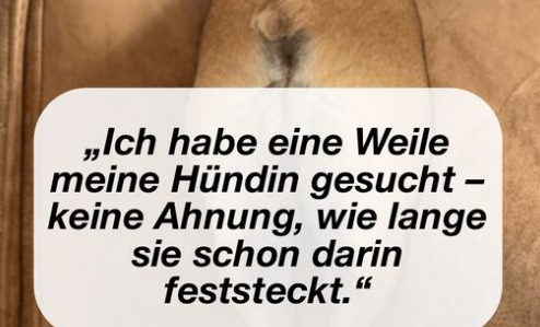 14 lustige Tiere, die ihre Besitzer zum Lachen bringen